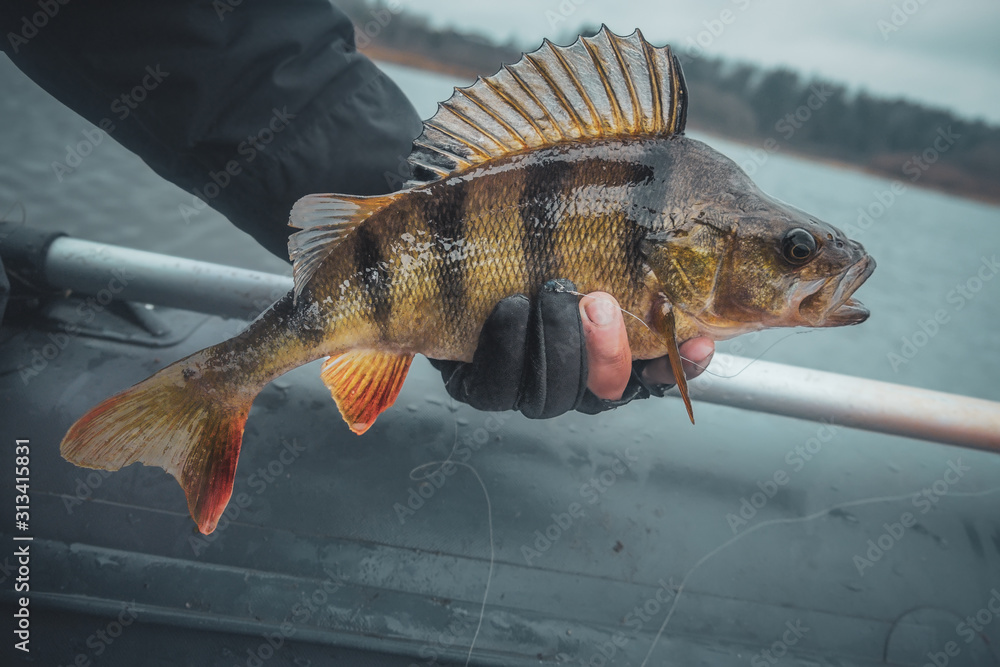 A yellow perch is caught spinning. Stock Photo