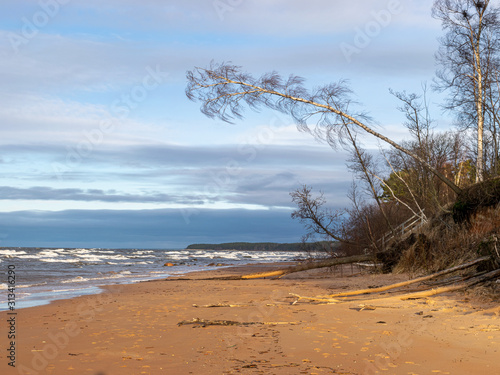 Fototapeta Naklejka Na Ścianę i Meble -  steep seashore landscape, old grass and fallen trees
