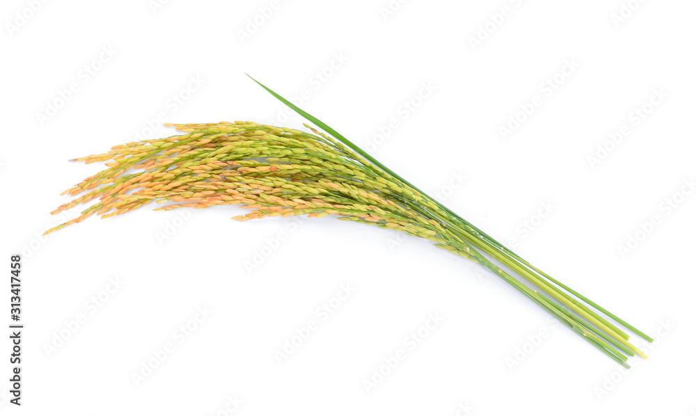 rice plant isolated on white background rice plant isolated on white background