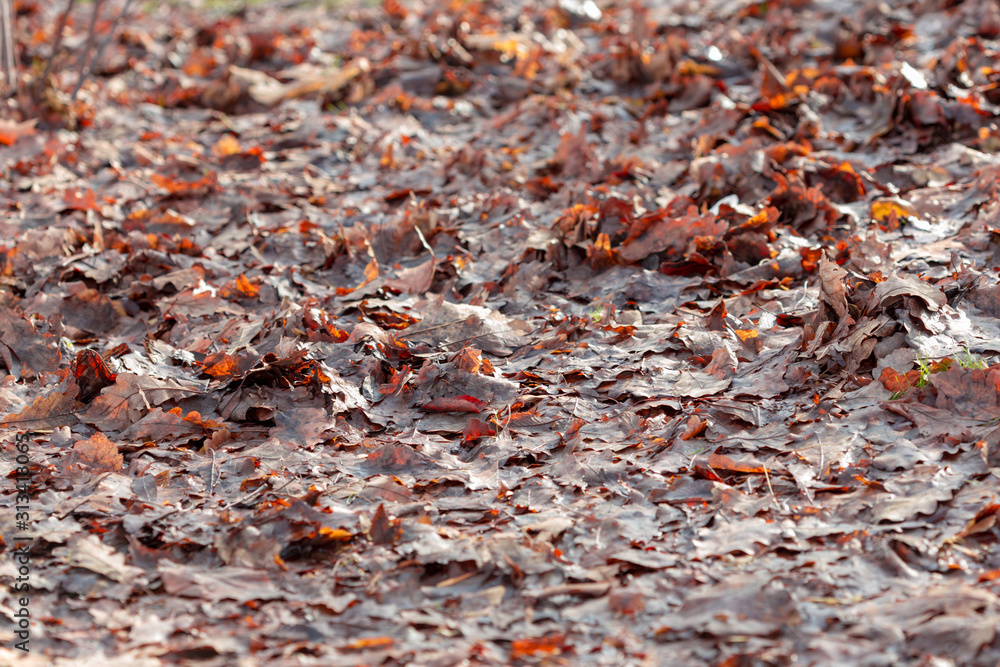 leaves under the trees in late autumn and coming winter leaves under the trees in late autumn and coming winter