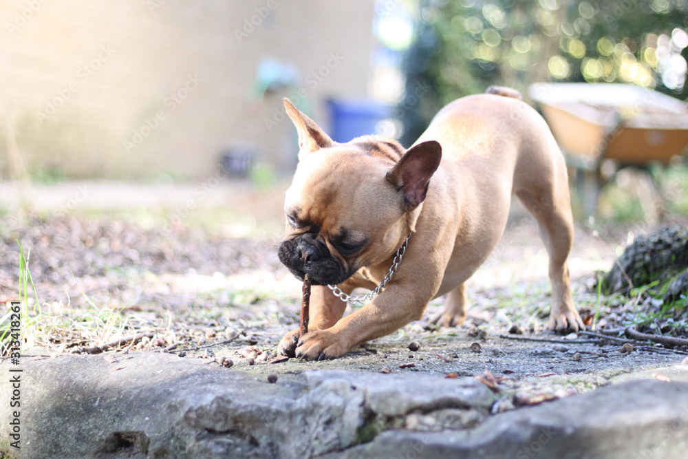French Bulldog playing in a park