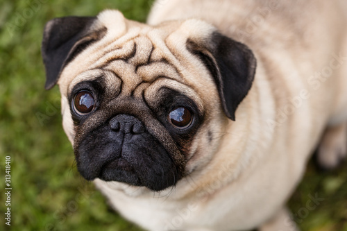 Portrait of a pug on a blurred green grass background view from above © Lyudmila Tetera