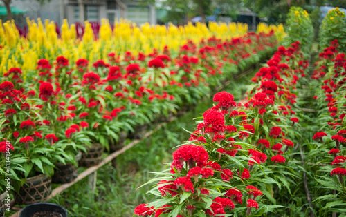 Flowers garden in Sadec town  Dong Thap province  Vietnam 