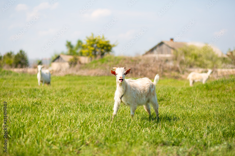 A young goat grazes in a meadow. Little goat portrait. Goat on a pasture A young goat grazes in a meadow. Little goat portrait. Goat on a pasture