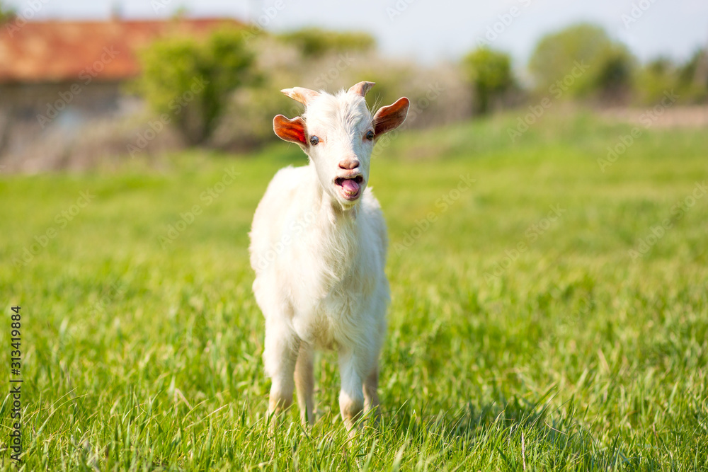 Obraz premium A young goat grazes in a meadow. Little goat portrait. Goat on a pasture