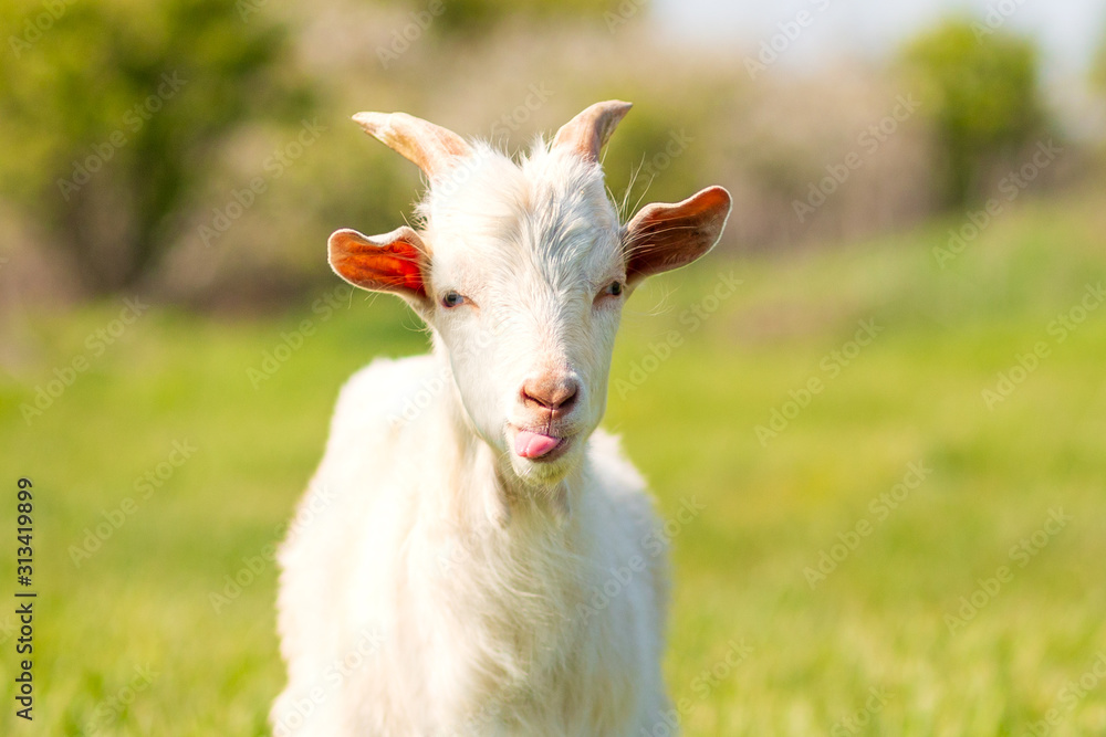 A young goat grazes in a meadow. Little goat portrait. Goat on a pasture A young goat grazes in a meadow. Little goat portrait. Goat on a pasture