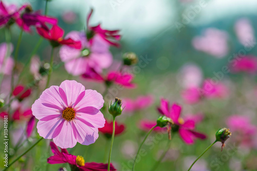 field of Pink cosmos flowers © supanee2550