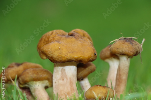 Garden mushroom