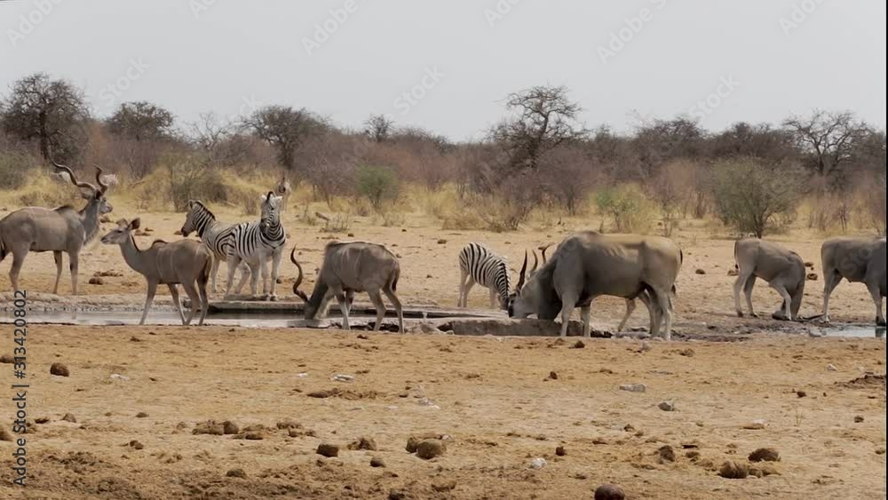 herd of common eland kudu and zebra drinking from waterhole, Etosha national Park, Ombika, Kunene, Namibia. True wildlife photography herd of common eland kudu and zebra drinking from waterhole, Etosha national Park, Ombika, Kunene, Namibia. True wildlife photography