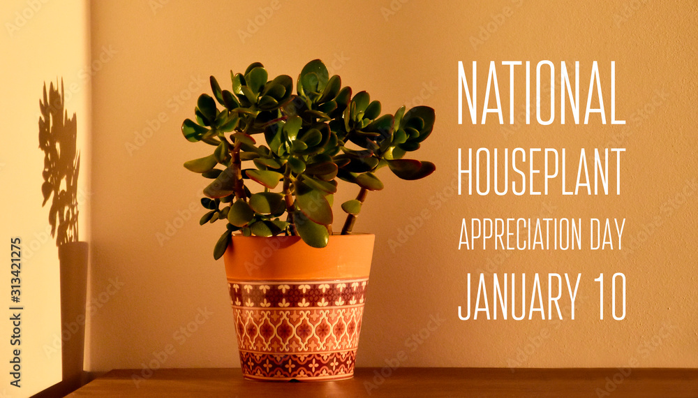 National Houseplant Appreciation Day images. Ugaoo Crassula Ovata Jade