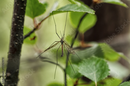 Big forest mosquito on green leaf