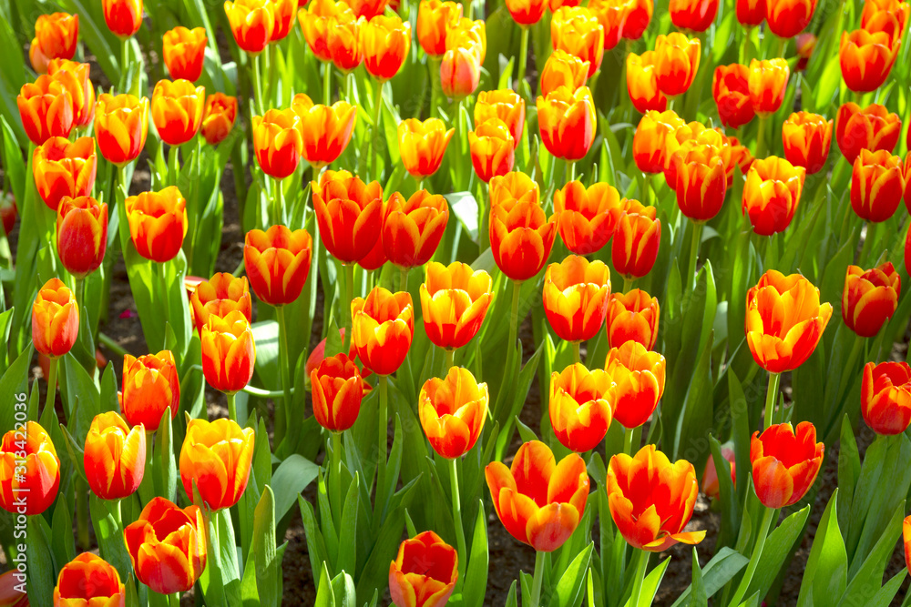 Orange tulip flowers in spring blooming blossom scene.