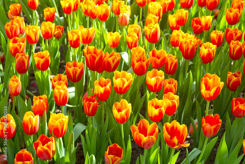 Orange tulip flowers in spring blooming blossom scene. Orange tulip flowers in spring blooming blossom scene.