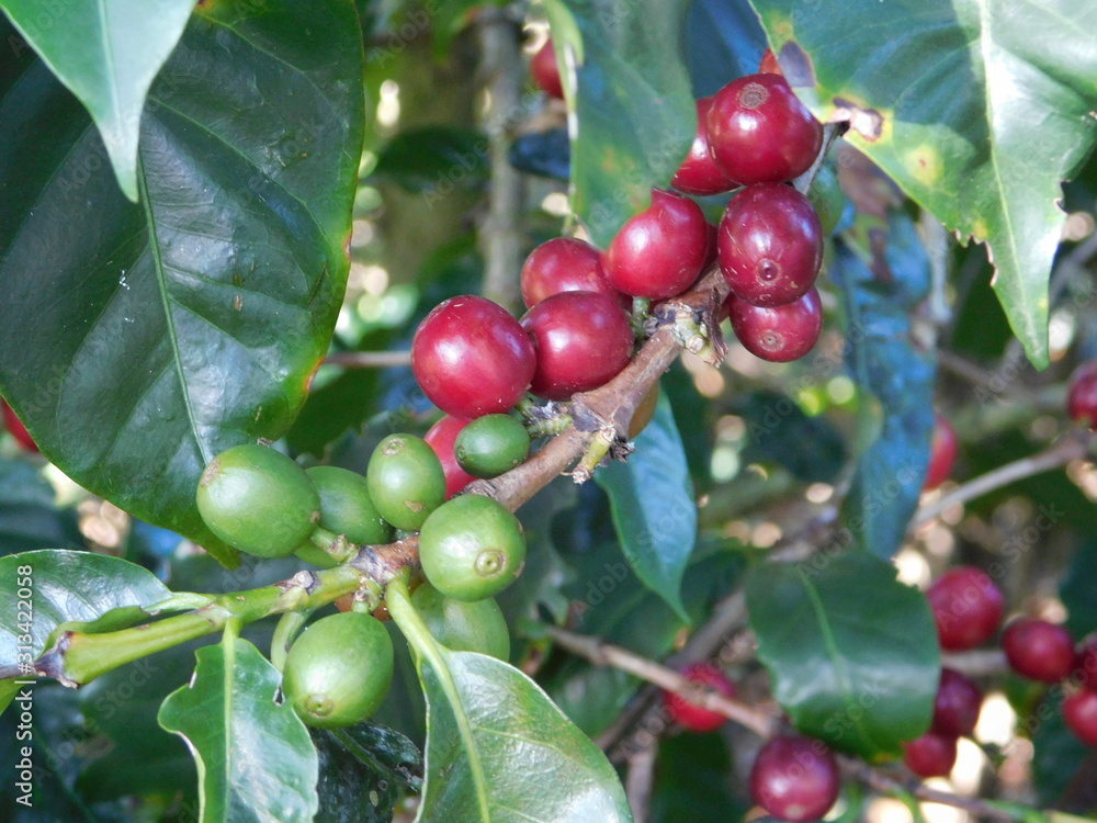 Red and Green coffee beans in Costa Rica Red and Green coffee beans in Costa Rica