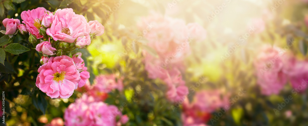 Mysterious fairy tale spring floral wide panoramic banner with fabulous blooming pink rose flowers summer garden on blurred sunny bright shiny glowing background and copy space