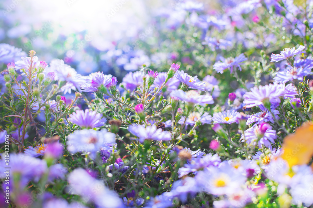 Wild violet flowers with sunlight. photo nature