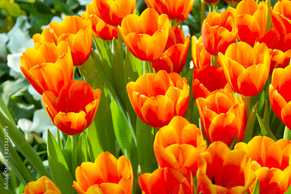 Orange tulip flowers in spring blooming blossom scene. Orange tulip flowers in spring blooming blossom scene.
