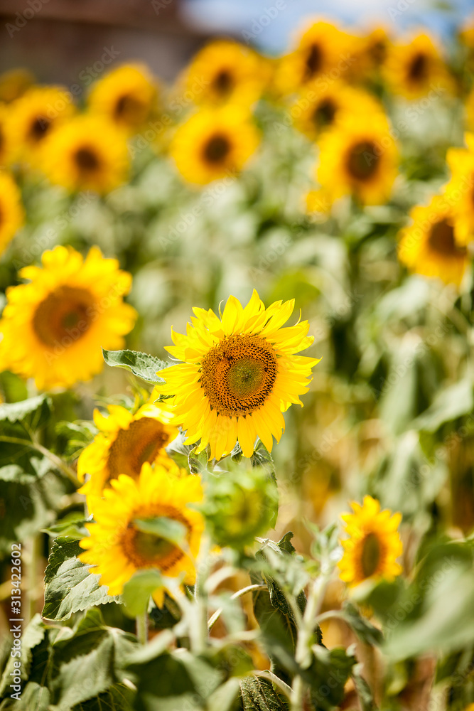 Sunflowers closeup 