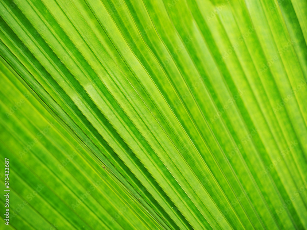 green leaf green leaf