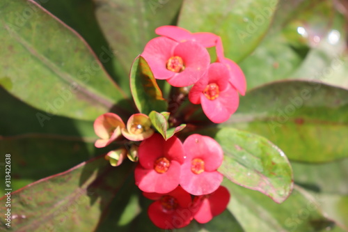 flower in the garden