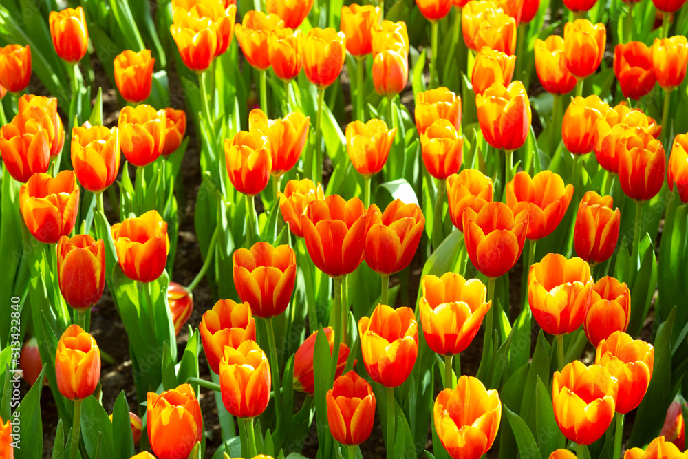 The beautiful and colorful tulip blooming in the park in spring The beautiful and colorful tulip blooming in the park in spring