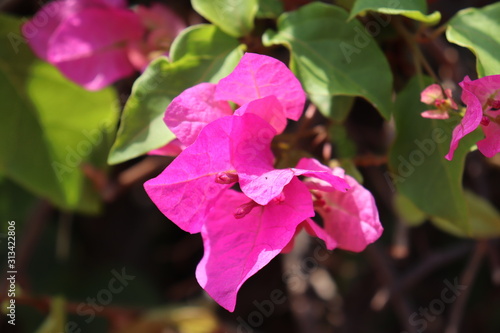 pink flower in the garden