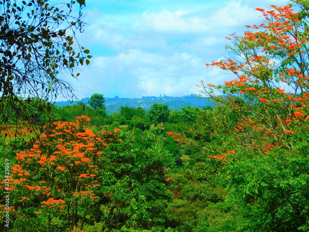 Naklejka premium Costa Rican jungle fire