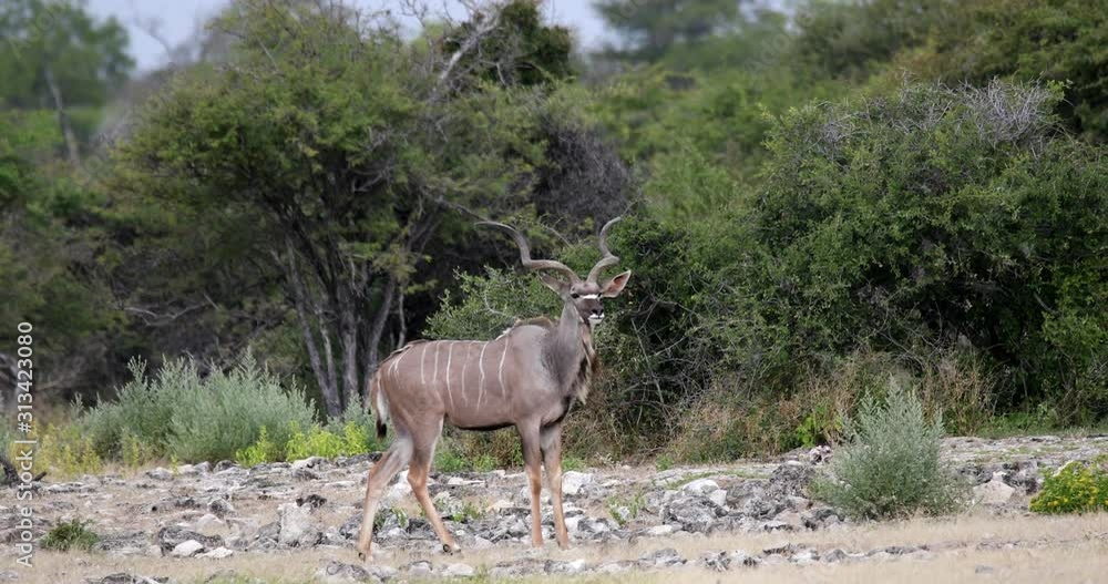 big male of greater kudu, Tragelaphus strepsiceros, Etosha Namibia, Africa safari wildlife and wilderness big male of greater kudu, Tragelaphus strepsiceros, Etosha Namibia, Africa safari wildlife and wilderness