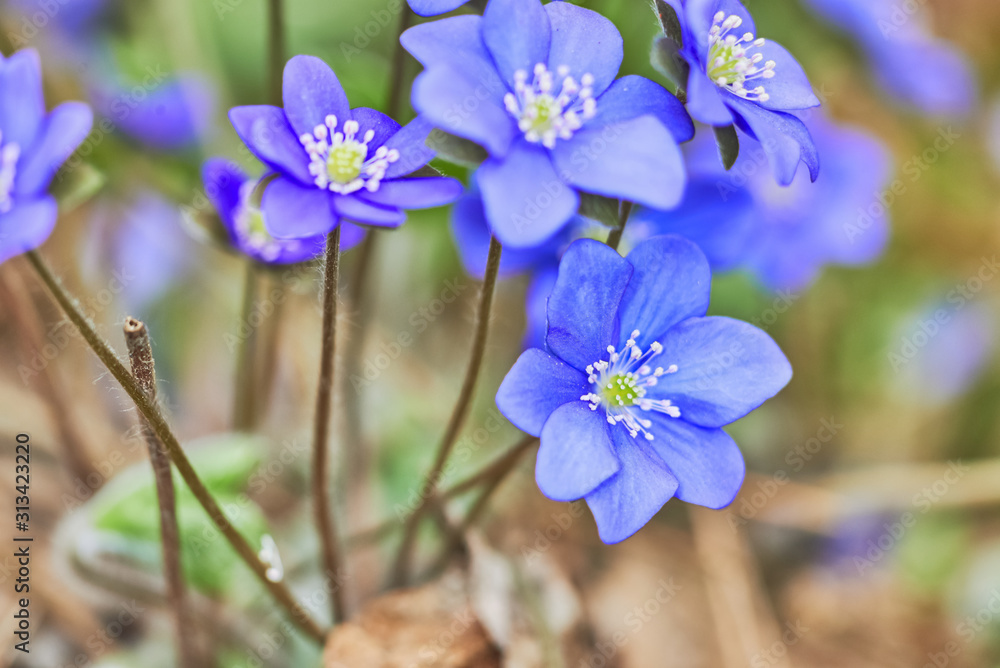 Geissorhiza bloomed flower. Spring Geissorhiza bloomed flower. Spring