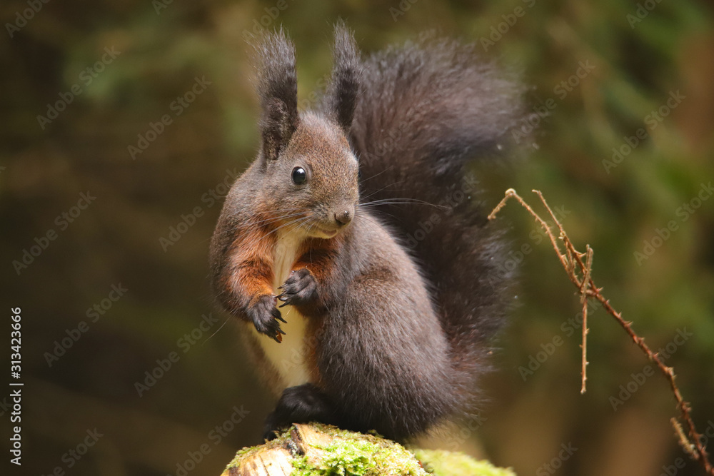Eichhörnchen im Wald Eichhörnchen im Wald