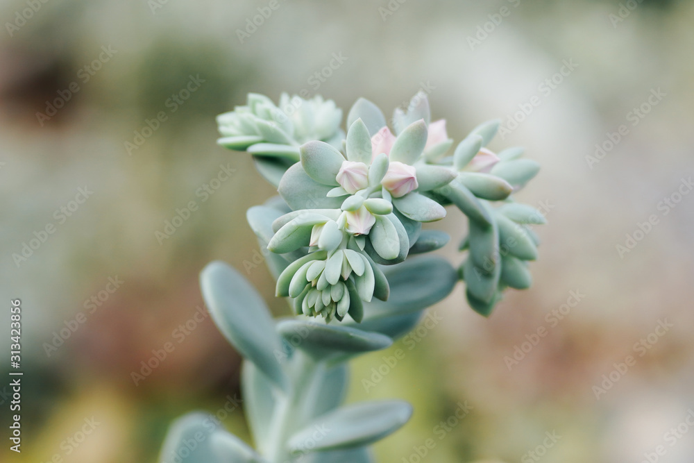Fototapeta premium Echeveria derenbergii evergreen succulent with blooming flowers