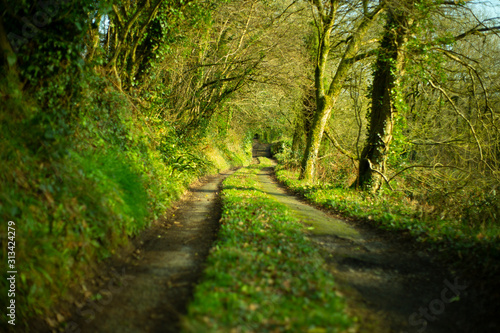 path in forest