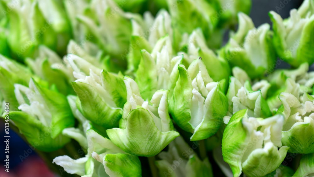 beaytiful white and lime green Tulips for sale at flower market beaytiful white and lime green Tulips for sale at flower market