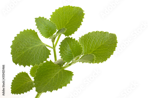 green leaves Borag indian isolated on white background