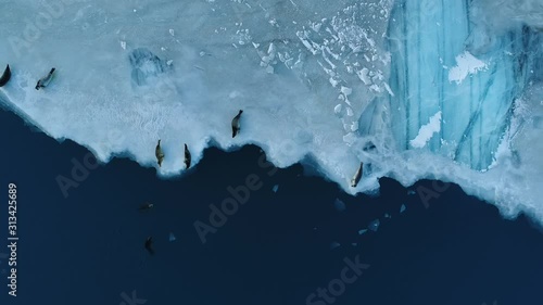 Flying over seals on a glacier ice sheet lagoon in Iceland photo