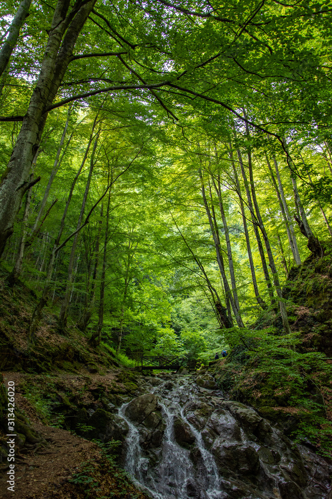 Fototapeta premium River go through the forest