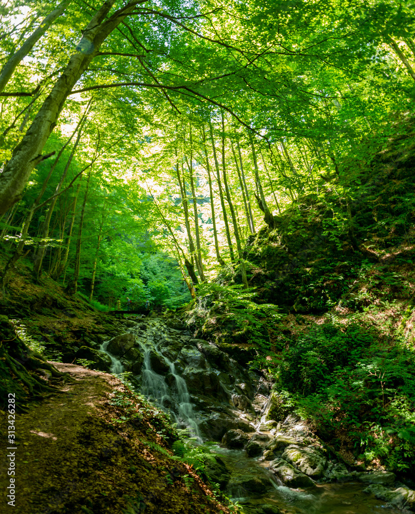 Fototapeta premium River go through the forest