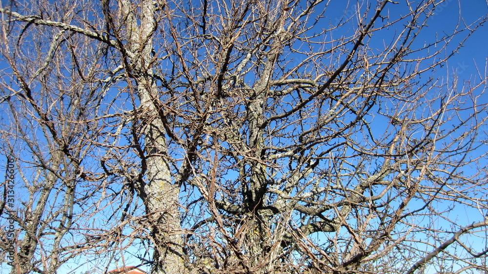 Spring. Leafless tree branches in the cloudless blue sky Spring. Leafless tree branches in the cloudless blue sky