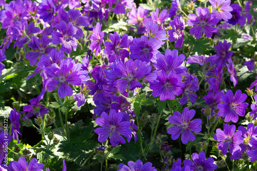 Fotografie meadow of cranesbill Johnson's Blue Geranium flower