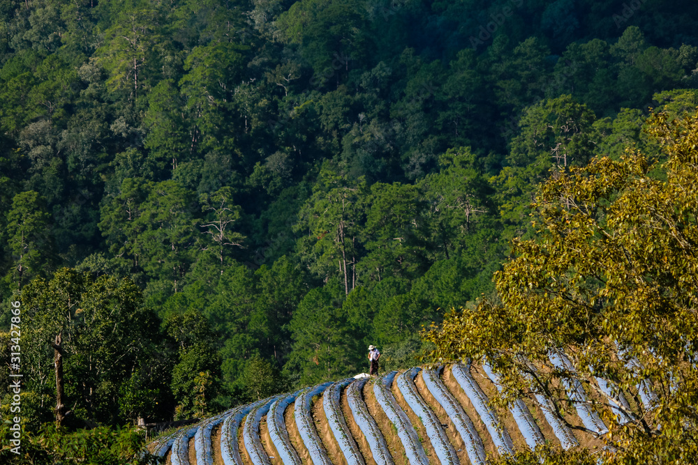 Fototapeta premium Strawberry plant
