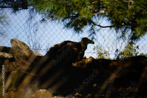 buitre leonado Gyps fulvus photo