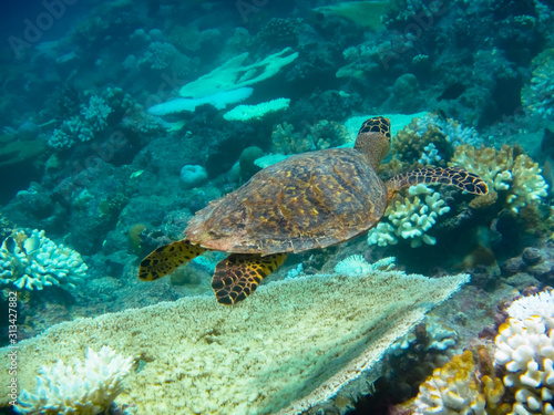Schildkröte am Riff Blick nach vorne © SteveMC