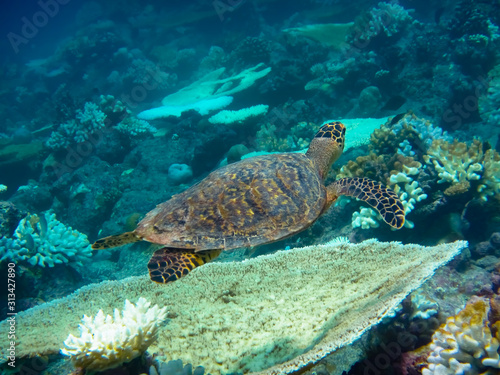 Schildkröte am Riff seitlich