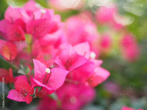 Magnoliophyta Scientific name Bougainvillea Paper flower red flower on blurred of nature background