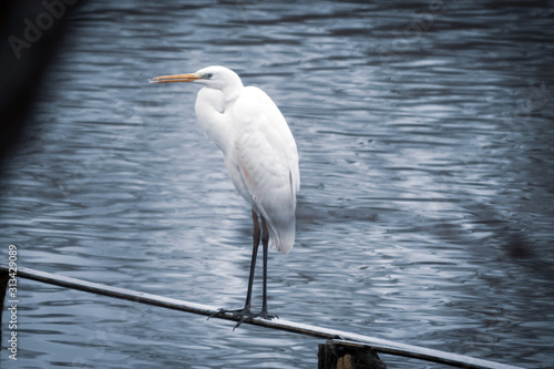 on a narrow wooden bridge stands a white egret