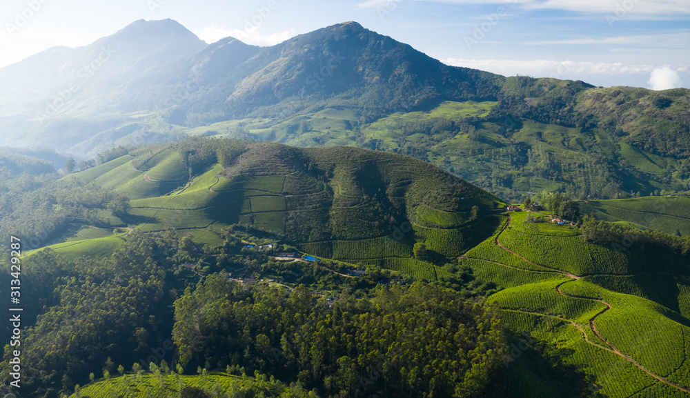Fototapeta premium Beautiful tea plantation landscape in the morning.