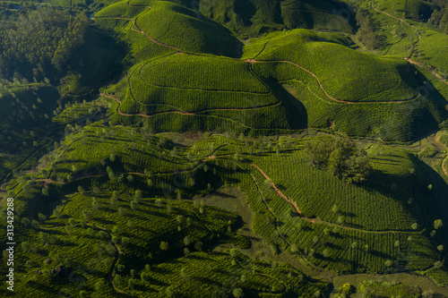 Beautiful tea plantation landscape in the morning. 