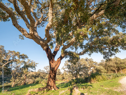 old cork oak in the andalusian countryside. 