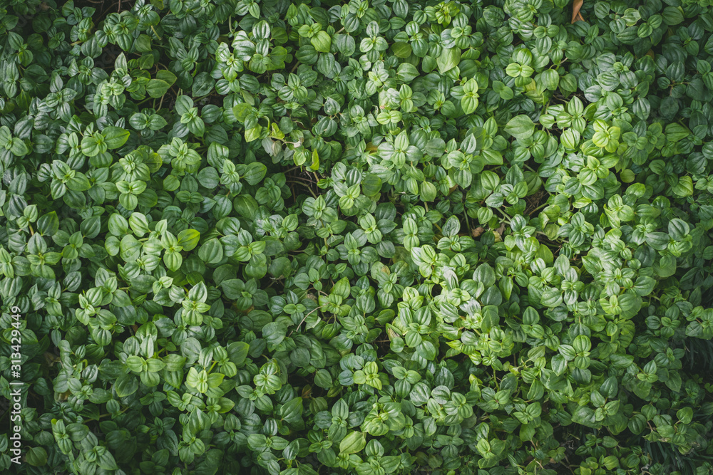 Wall full green leaf topical plants for background use.	