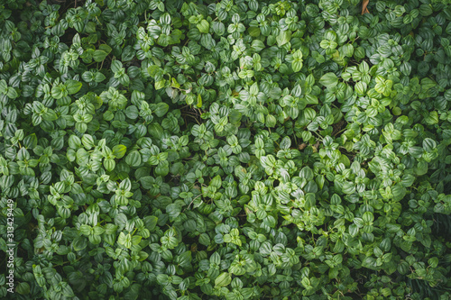 Wall full green leaf topical plants for background use. © mrwinn